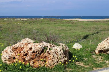 Akdeniz kıyısında çiçekler ve çimenler. İsrail 'in kuzeyinde ilkbahar 