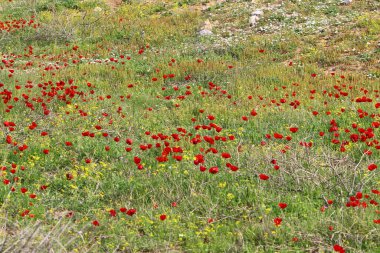 Akdeniz kıyısında çiçekler ve çimenler. İsrail 'in kuzeyinde ilkbahar 