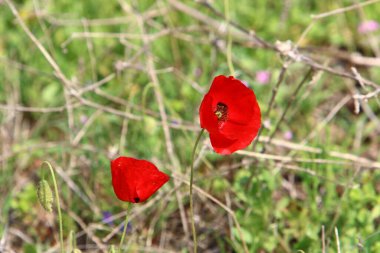 Akdeniz kıyısında çiçekler ve çimenler. İsrail 'in kuzeyinde ilkbahar 