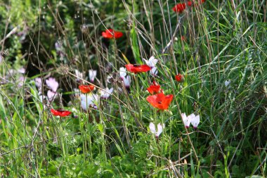 Akdeniz kıyısında çiçekler ve çimenler. İsrail 'in kuzeyinde ilkbahar 