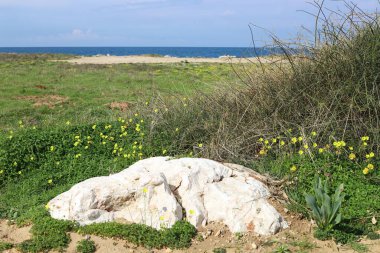Akdeniz kıyısında çiçekler ve çimenler. İsrail 'in kuzeyinde ilkbahar 