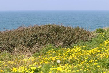 Akdeniz kıyısında çiçekler ve çimenler. İsrail 'in kuzeyinde ilkbahar 