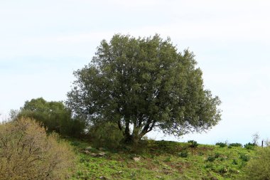 Akdeniz kıyısında çiçekler ve çimenler. İsrail 'in kuzeyinde ilkbahar 