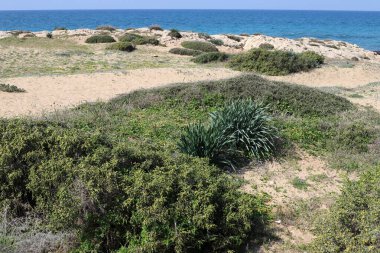 Akdeniz kıyısında çiçekler ve çimenler. İsrail 'in kuzeyinde ilkbahar 