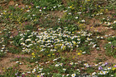 Akdeniz kıyısında çiçekler ve çimenler. İsrail 'in kuzeyinde ilkbahar 
