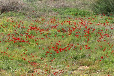 Akdeniz kıyısında çiçekler ve çimenler. İsrail 'in kuzeyinde ilkbahar 
