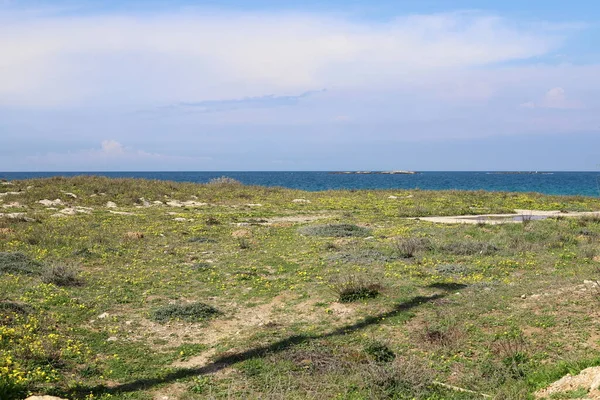 Flores Hierba Costa Mediterránea Primavera Norte Israel — Foto de Stock