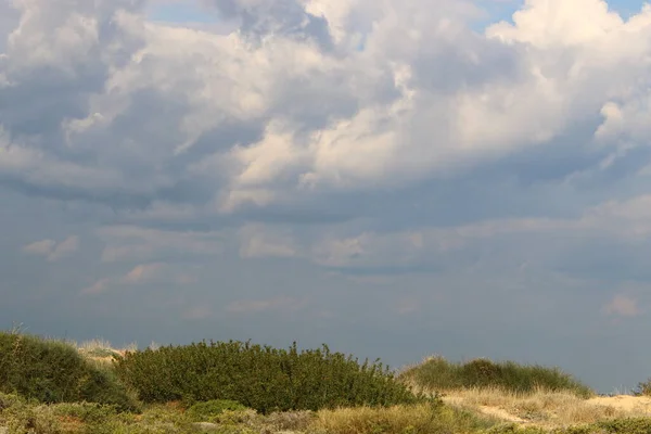 Fiori Erba Sulla Costa Mediterranea Primavera Nel Nord Israele — Foto Stock