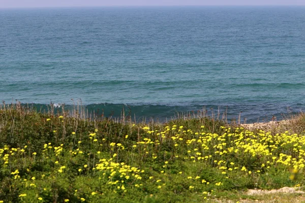 Квіти Трава Узбережжі Середземного Моря Весна Півночі Ізраїлю — стокове фото