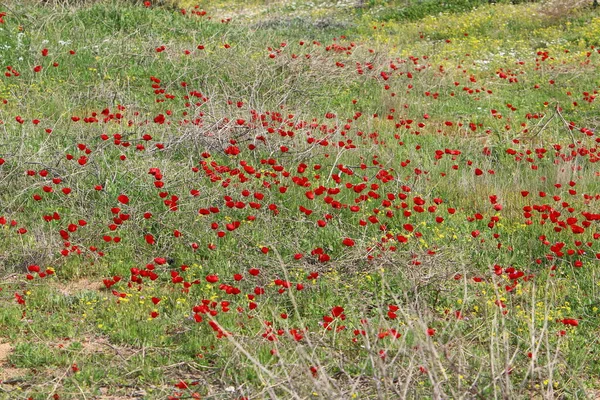 Flores Grama Costa Mediterrâneo Primavera Norte Israel — Fotografia de Stock