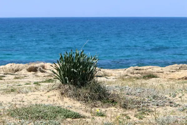 Flores Grama Costa Mediterrâneo Primavera Norte Israel — Fotografia de Stock