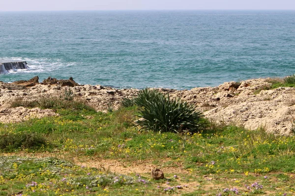 Цветы Трава Побережье Средиземного Моря Весна Севере Израиля — стоковое фото