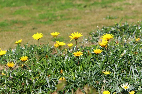 Blommor Och Gräs Medelhavskusten Våren Norra Israel — Stockfoto