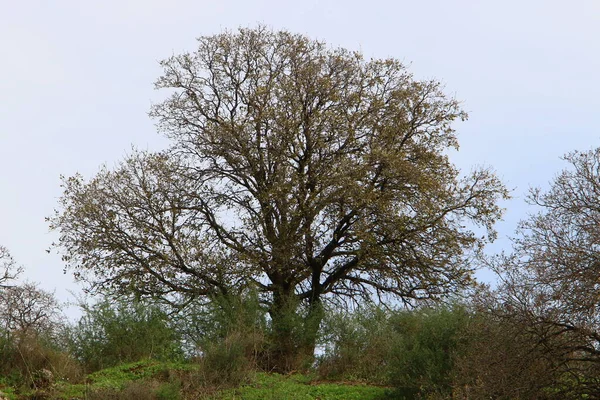 Bloemen Gras Aan Middellandse Zeekust Lente Het Noorden Van Israël — Stockfoto