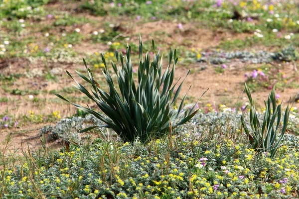 Flores Hierba Costa Mediterránea Primavera Norte Israel — Foto de Stock