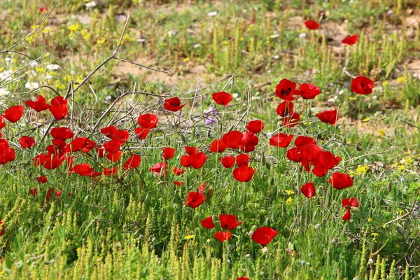 地中海沿岸の花や草です イスラエル北部の春 — ストック写真