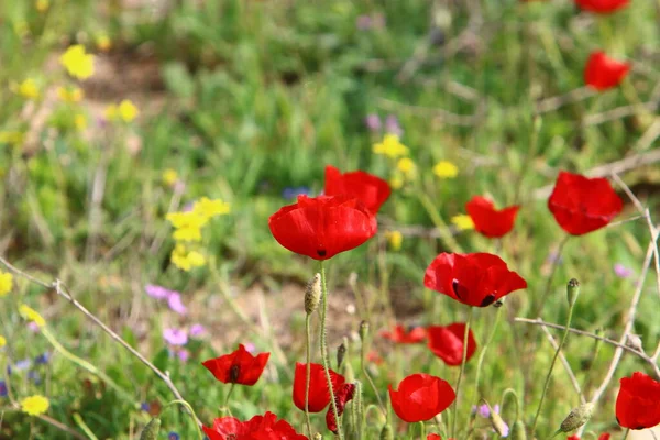 Flores Hierba Costa Mediterránea Primavera Norte Israel — Foto de Stock