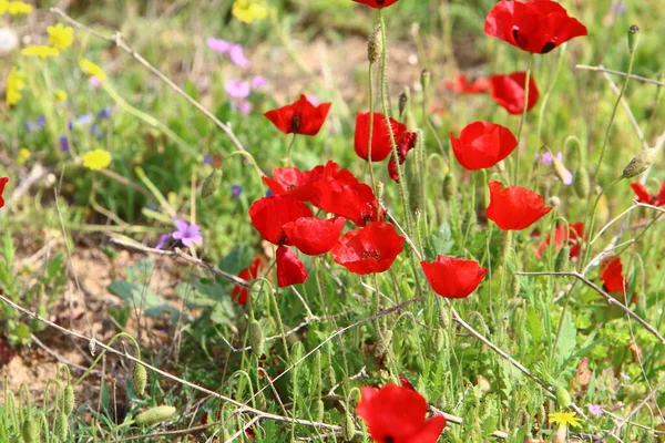 Flores Hierba Costa Mediterránea Primavera Norte Israel — Foto de Stock