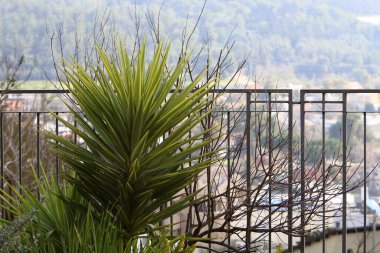 İsrail 'in kuzeyindeki Akdeniz kıyısındaki bir şehir parkında çit. 