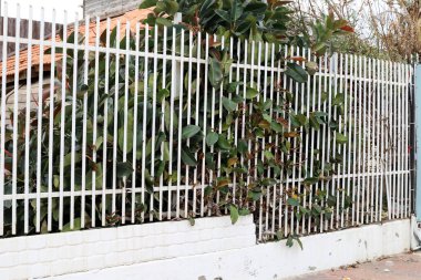 İsrail 'in kuzeyindeki Akdeniz kıyısındaki bir şehir parkında çit. 