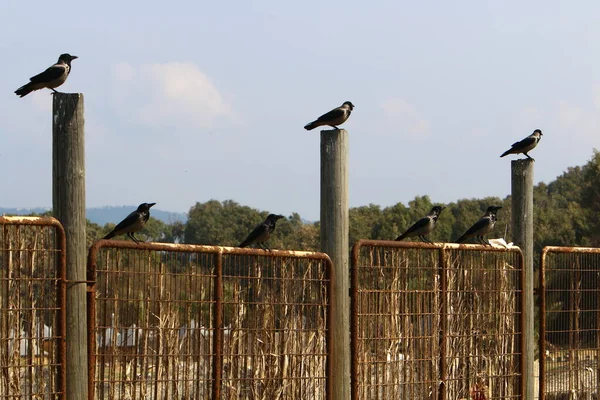 Fence City Park Shores Mediterranean Sea North Israel — Stock Photo, Image