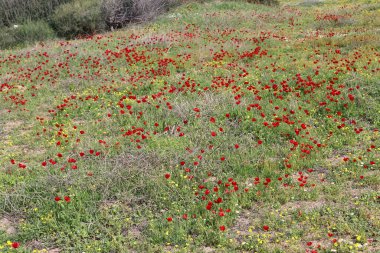 İsrail 'in kuzeyindeki Akdeniz kıyılarında deniz şakayıkları çiçek açıyor. 