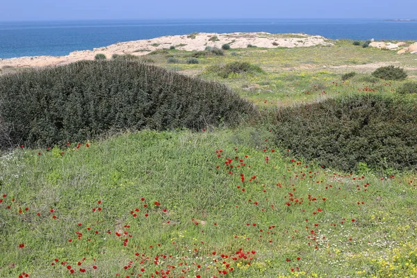 红海葵 以色列北部地中海沿岸盛开的海葵 — 图库照片