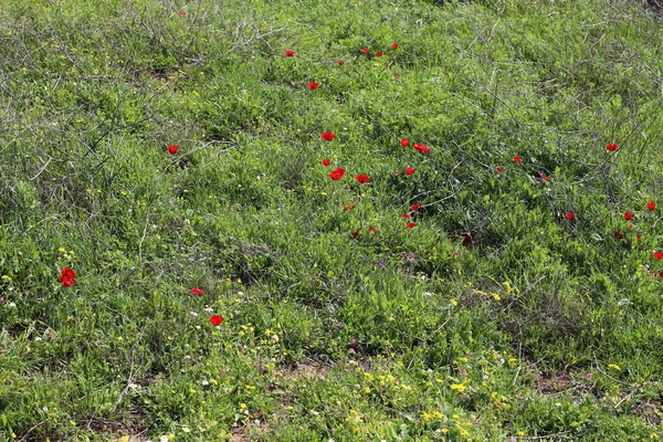 Anémonas Rojas Anémona Florece Las Orillas Del Mar Mediterráneo Norte — Foto de Stock