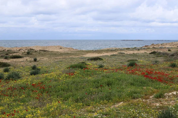 Röda Anemoner Vitsippor Blommar Vid Medelhavets Stränder Norra Israel — Stockfoto