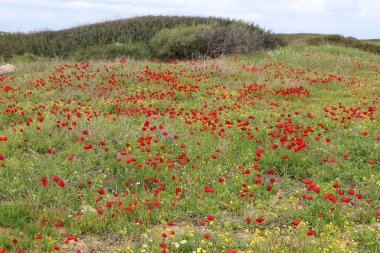 İsrail 'in kuzeyindeki Akdeniz kıyılarında deniz şakayıkları çiçek açıyor. 
