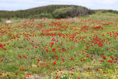 İsrail 'in kuzeyindeki Akdeniz kıyılarında deniz şakayıkları çiçek açıyor. 
