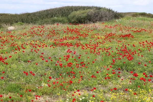 İsrail 'in kuzeyindeki Akdeniz kıyılarında deniz şakayıkları çiçek açıyor. 