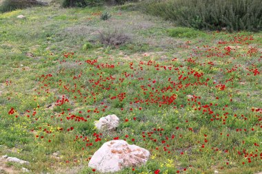 İsrail 'in kuzeyindeki Akdeniz kıyılarında deniz şakayıkları çiçek açıyor. 