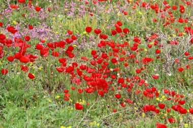 İsrail 'in kuzeyindeki Akdeniz kıyılarında deniz şakayıkları çiçek açıyor. 