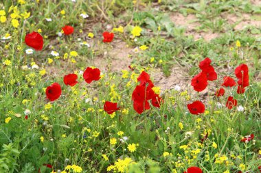 İsrail 'in kuzeyindeki Akdeniz kıyılarında deniz şakayıkları çiçek açıyor. 