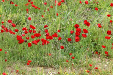 İsrail 'in kuzeyindeki Akdeniz kıyılarında deniz şakayıkları çiçek açıyor. 