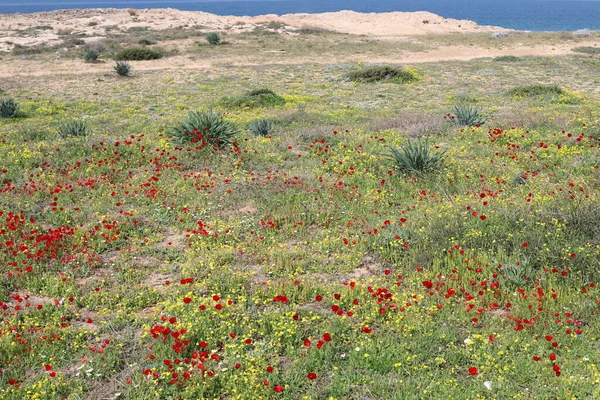 Anémonas Rojas Anémona Florece Las Orillas Del Mar Mediterráneo Norte — Foto de Stock