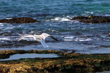 İsrail 'in kuzeyindeki Akdeniz' deki martılar 