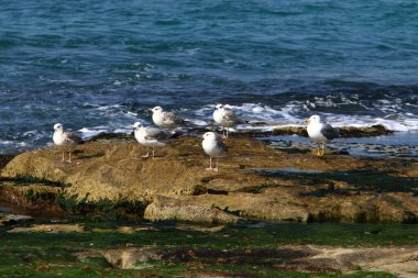 İsrail 'in kuzeyindeki Akdeniz' deki martılar 