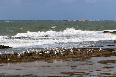 İsrail 'in kuzeyindeki Akdeniz' deki martılar 