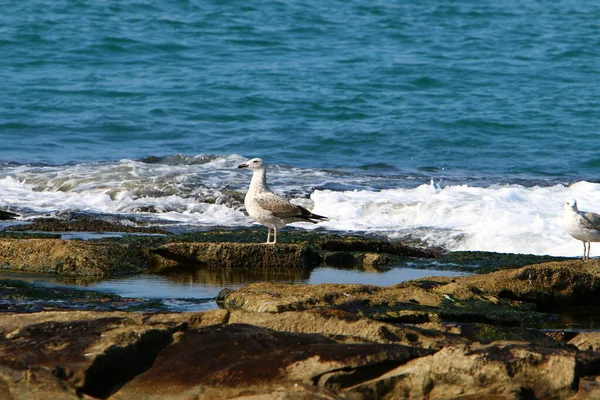 Fiskmåsar Medelhavet Norra Israel — Stockfoto