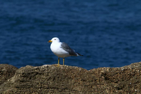 Mouettes Sur Mer Méditerranée Dans Nord Israël — Photo