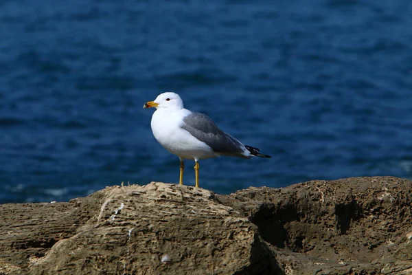 Seagulls Mediterranean Sea North Israel — Stock Photo, Image