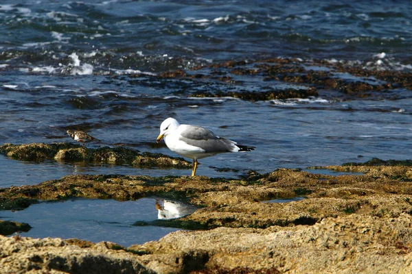 Gaivotas Mar Mediterrâneo Norte Israel — Fotografia de Stock