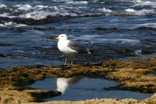 Mouettes Sur Mer Méditerranée Dans Nord Israël — Photo