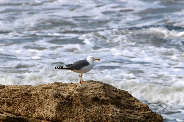 Gaviotas Mar Mediterráneo Norte Israel —  Fotos de Stock