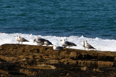 İsrail 'in kuzeyindeki Akdeniz' deki martılar 