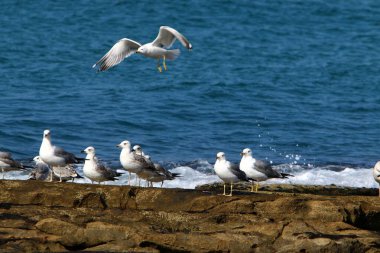 İsrail 'in kuzeyindeki Akdeniz' deki martılar 