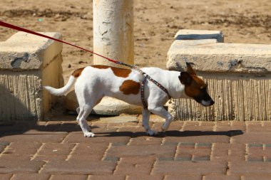 Virüs İsrail 'e yayılmadan önce Kudüs sokaklarında hayat vardı. Büyük bir şehirde şehir fotoğrafçılığı 
