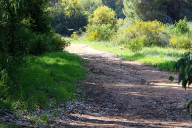 Orman, İsrail devletinin kuzeyindeki dağlarda otoyol. 